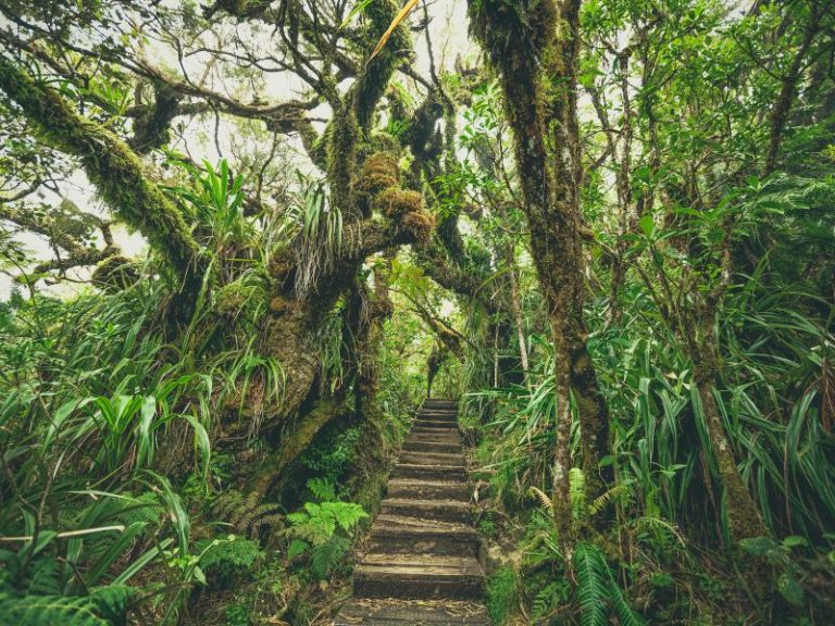 La Réunion 6