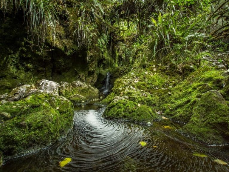 excursion foret de belouve